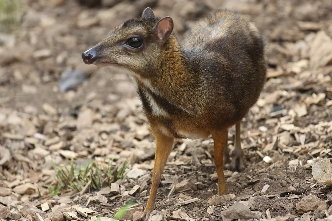 Where do mouse deer eat?