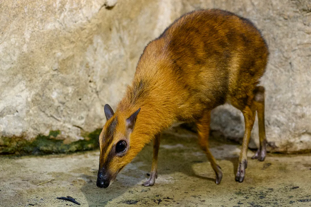 Where do mouse deer eat?, Fungi and Extras