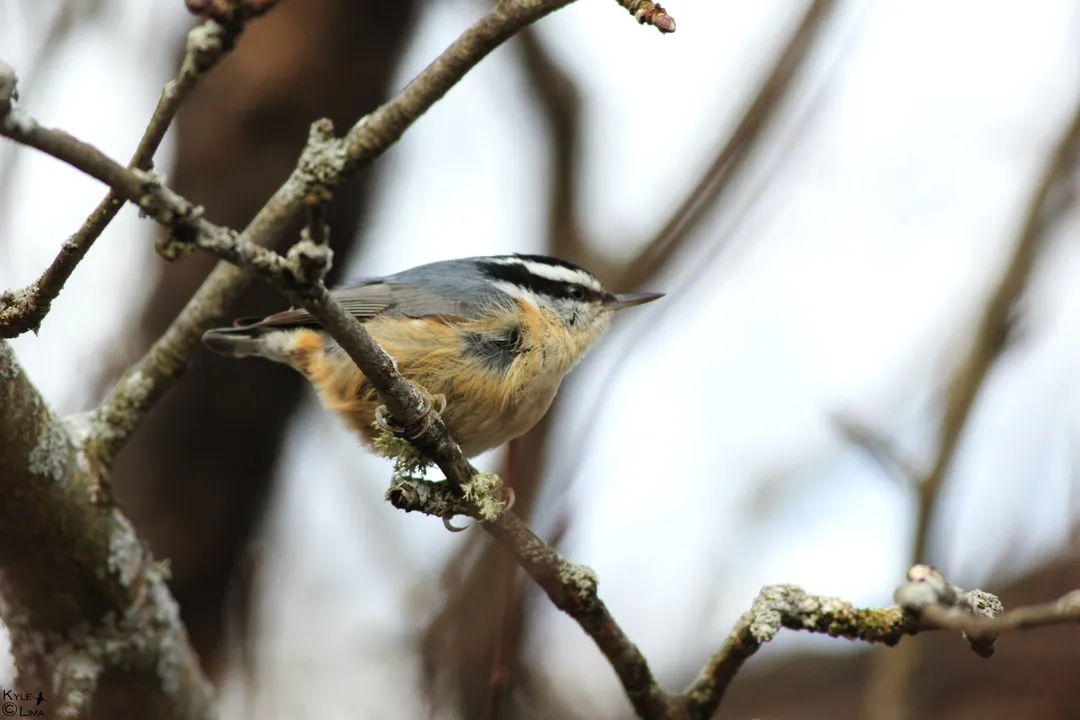 Where do nuthatches go in the winter?, Species Movement