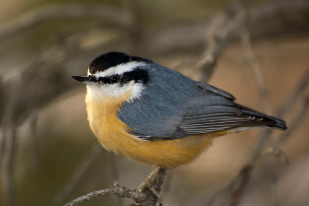 Where do nuthatches go in the winter?