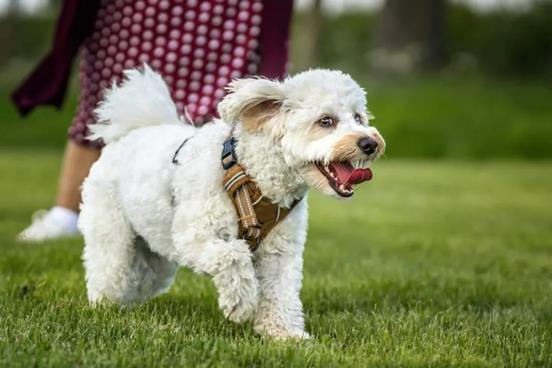 Where do poochons originate?, Genetic Lottery Analysis