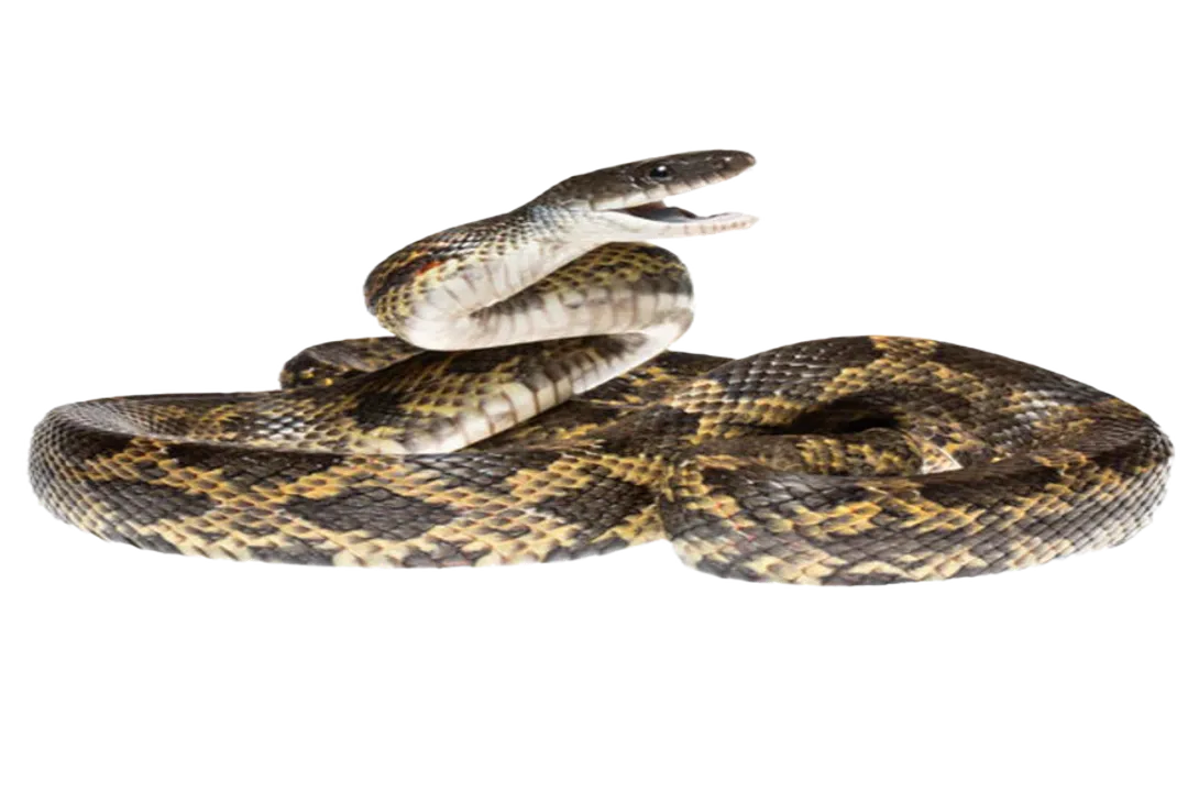 Where do rat snakes live in Texas?, Geographic Range