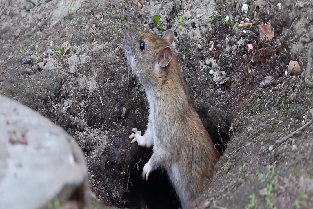 Where do rats live in your yard?