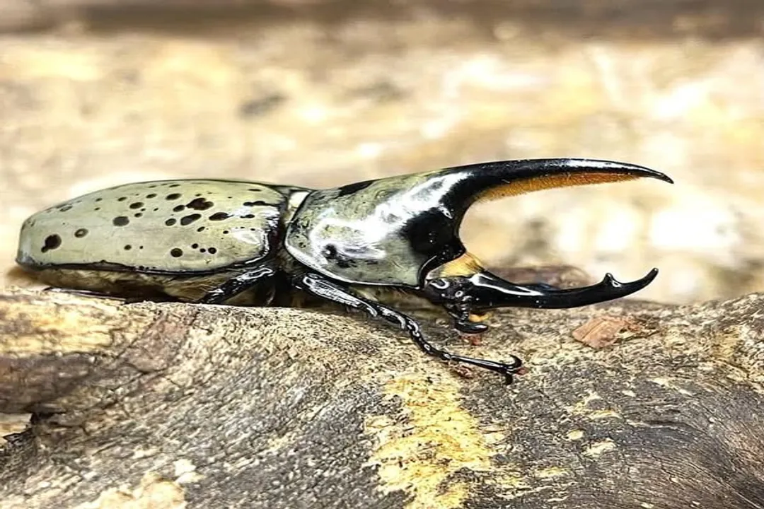 Where do rhino beetles live in the US?, Hercules Range