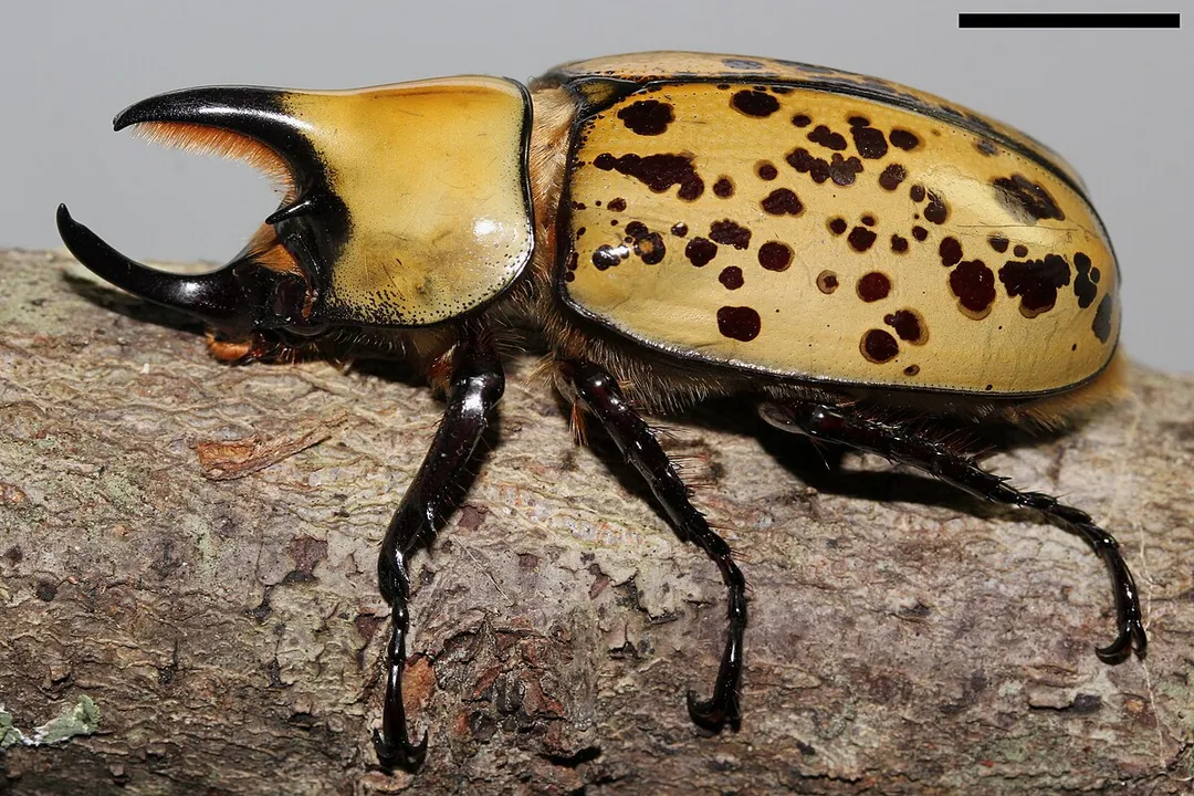 Where do rhino beetles live in the US?