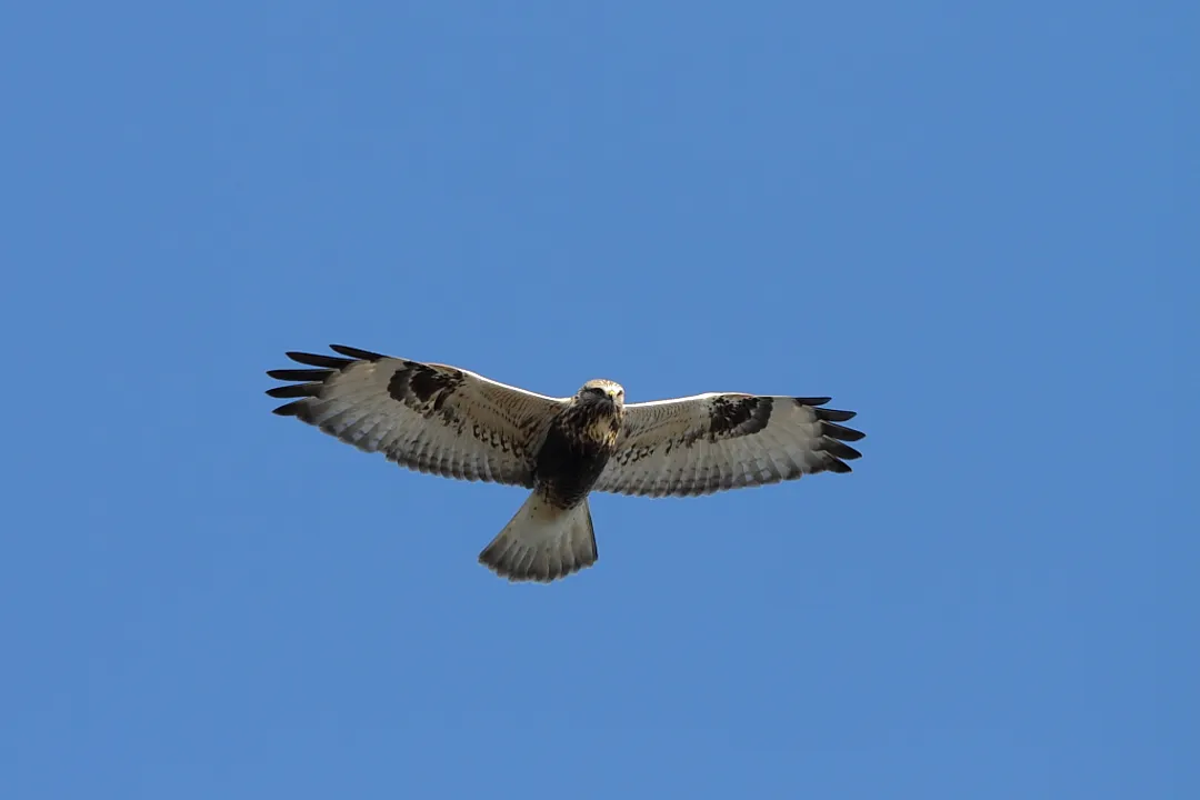 Where do rough-legged buzzards live?