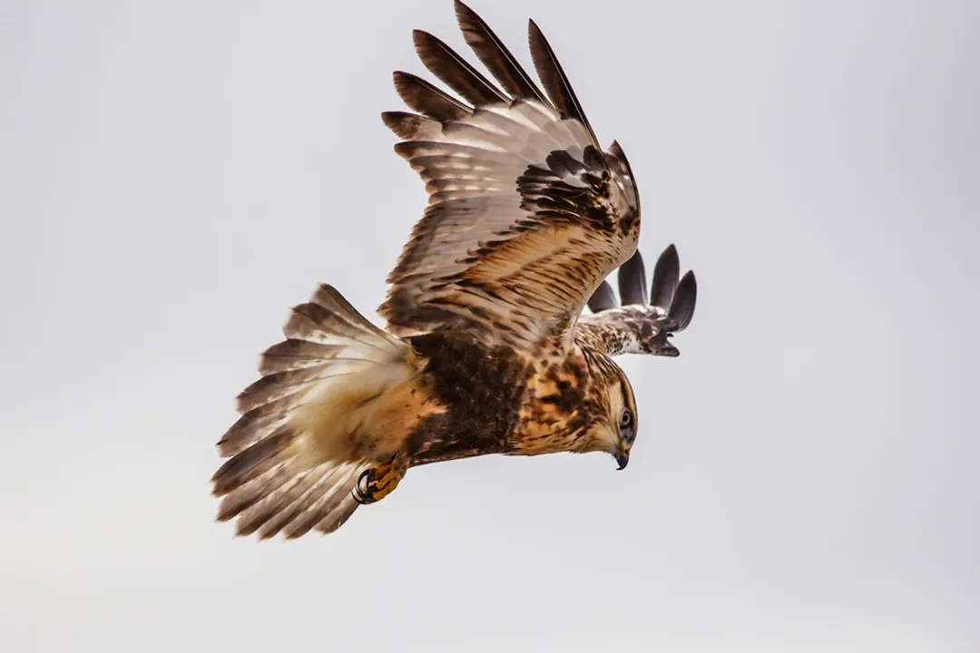 Where do rough-legged buzzards live?, Wintering Grounds