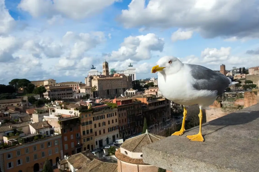 Where do seagulls go at night to sleep?, Postures Observed