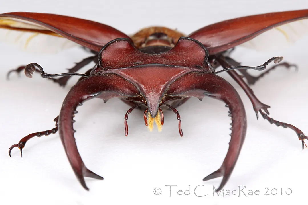 Where do stag beetles live in the USA?