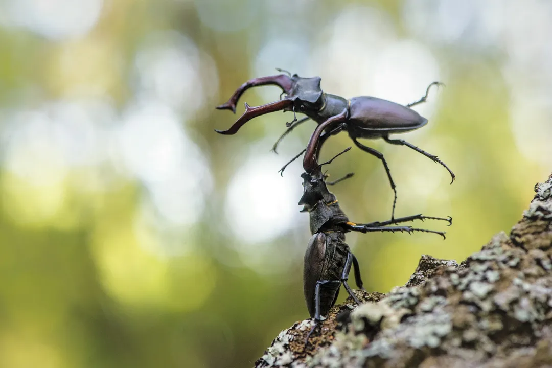 Where do stag beetles live in the USA?, Wood Needs