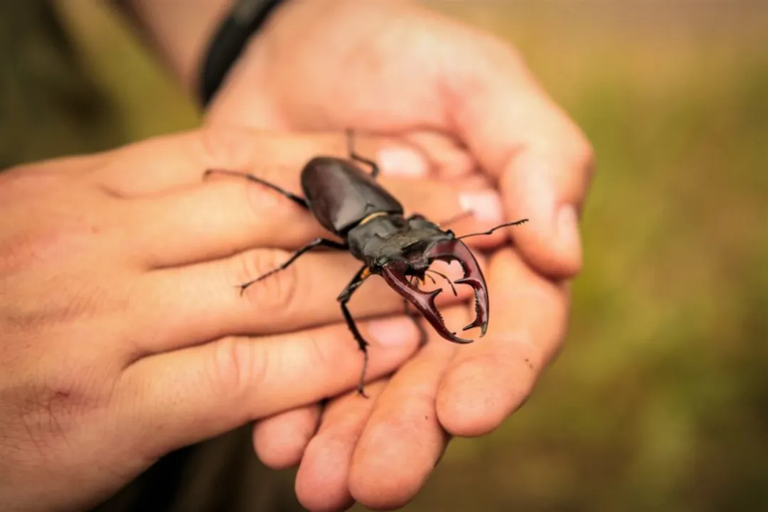 Where do stag beetles live in the USA?, Beyond the Eastern Hub