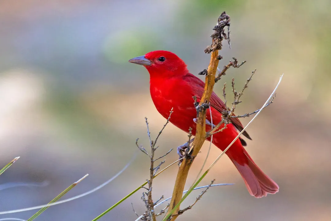 Where do tanagers live in the US?, Regional Overlap and Identification