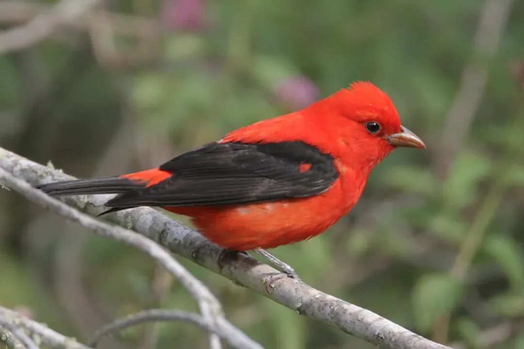 Where do tanagers live in the US?, Summer Tanager Range