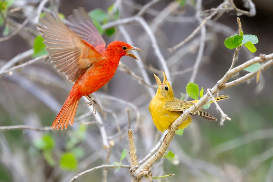 Where do tanagers live in the US?, Scarlet Tanager Presence