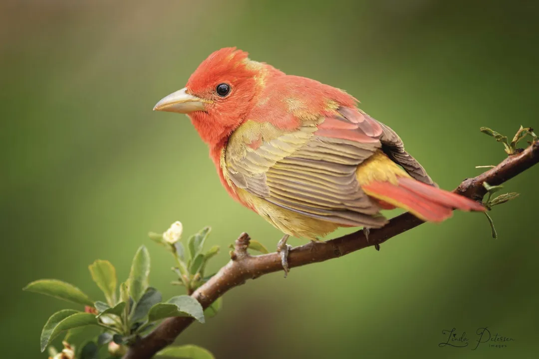 Where do tanagers live in the US?, Other Western Species