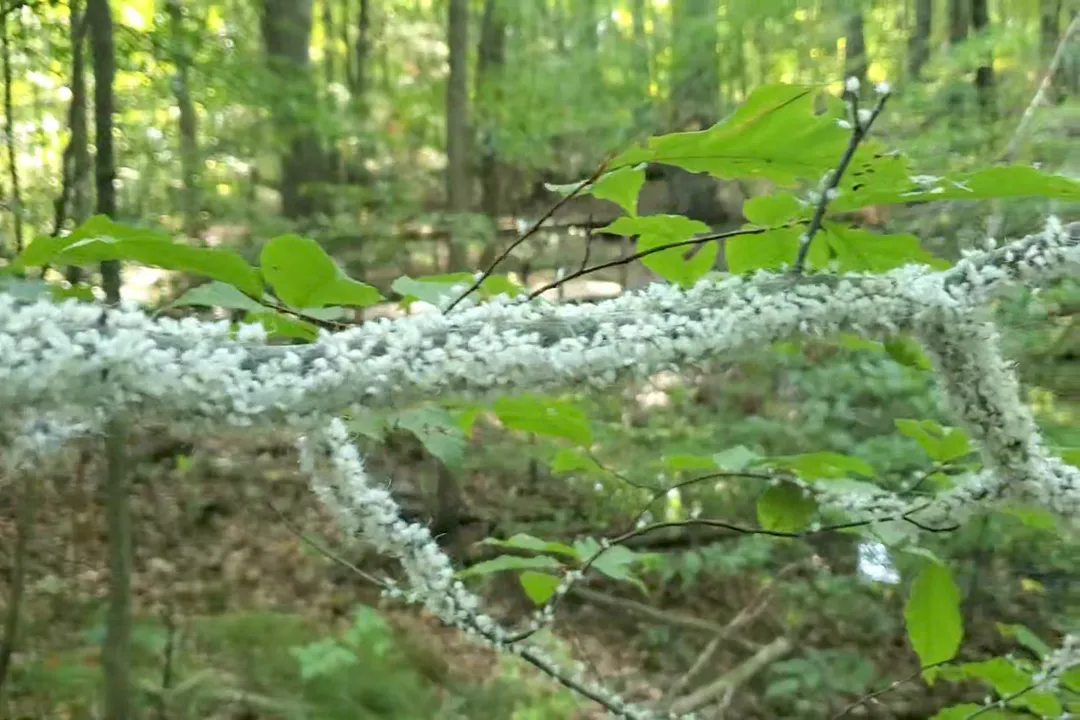 Where do woolly aphids come from?