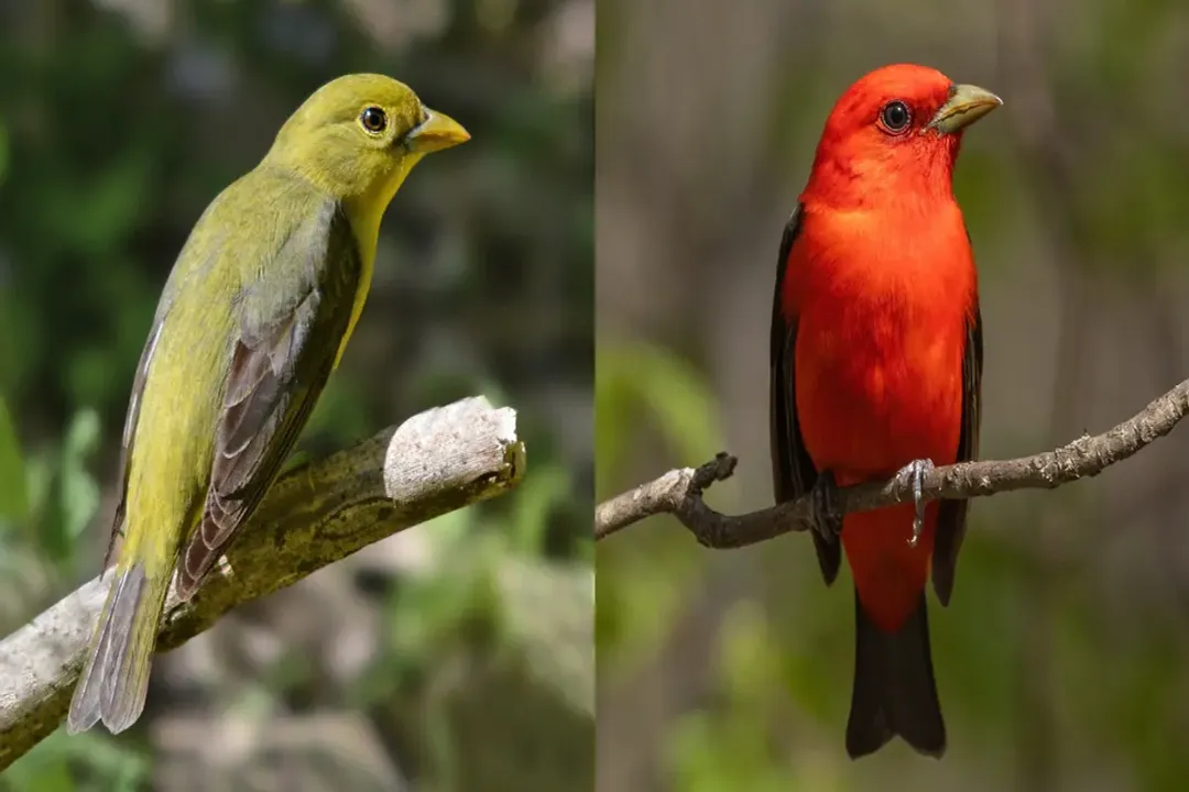 Where do yellow tanagers live?, Habitat Needs