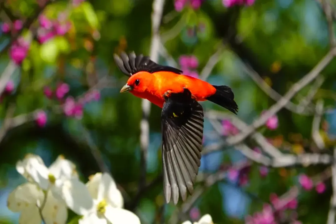 Where do yellow tanagers live?, Western Range
