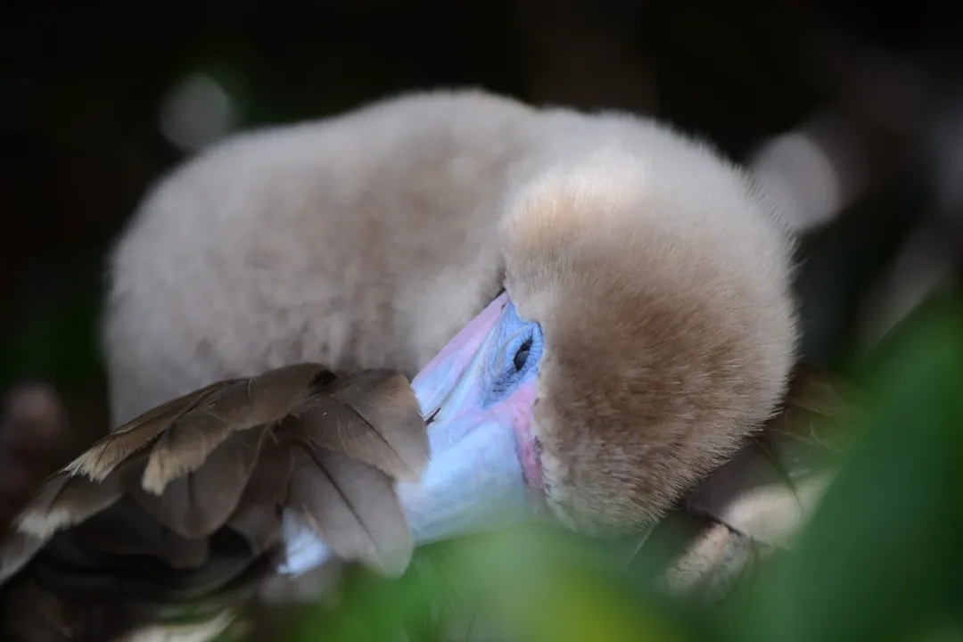 Where do you find the boobies?