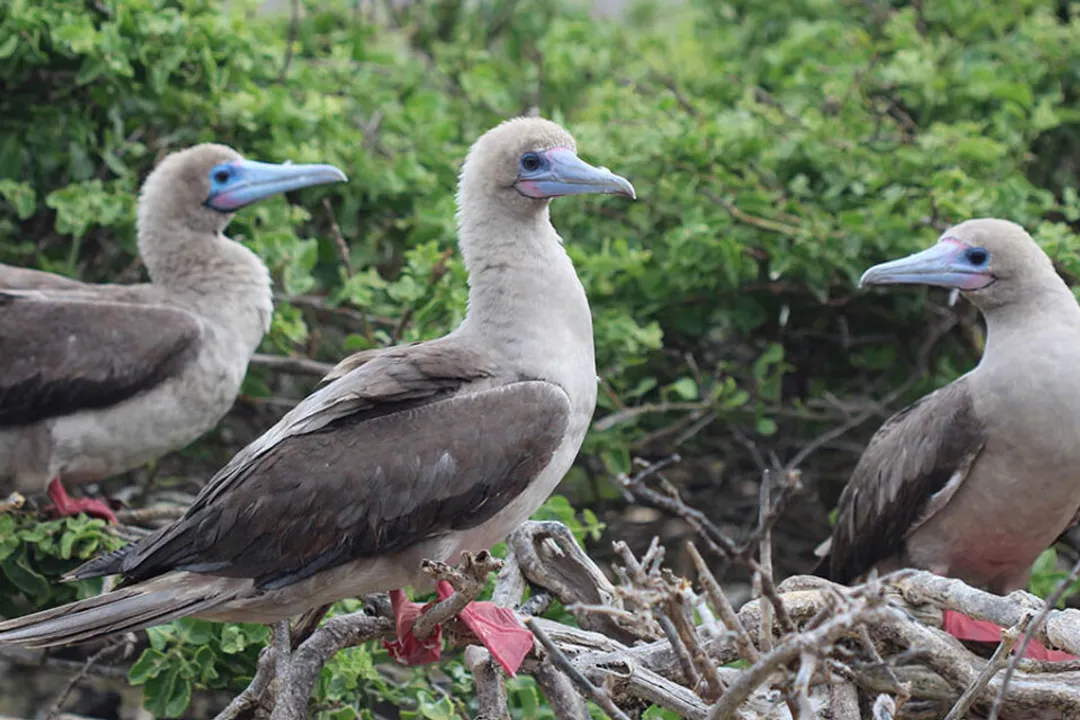 Where do you find the boobies?, Blue Feet