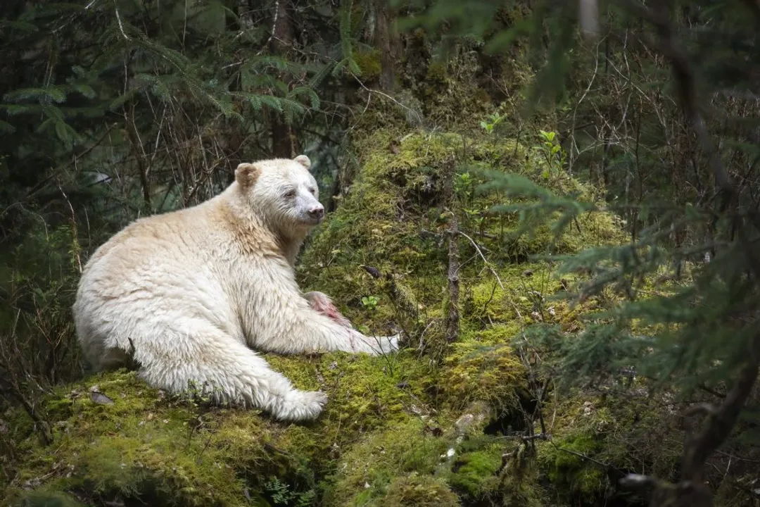 Where do you find the spirit bear?, Rainforest Geography