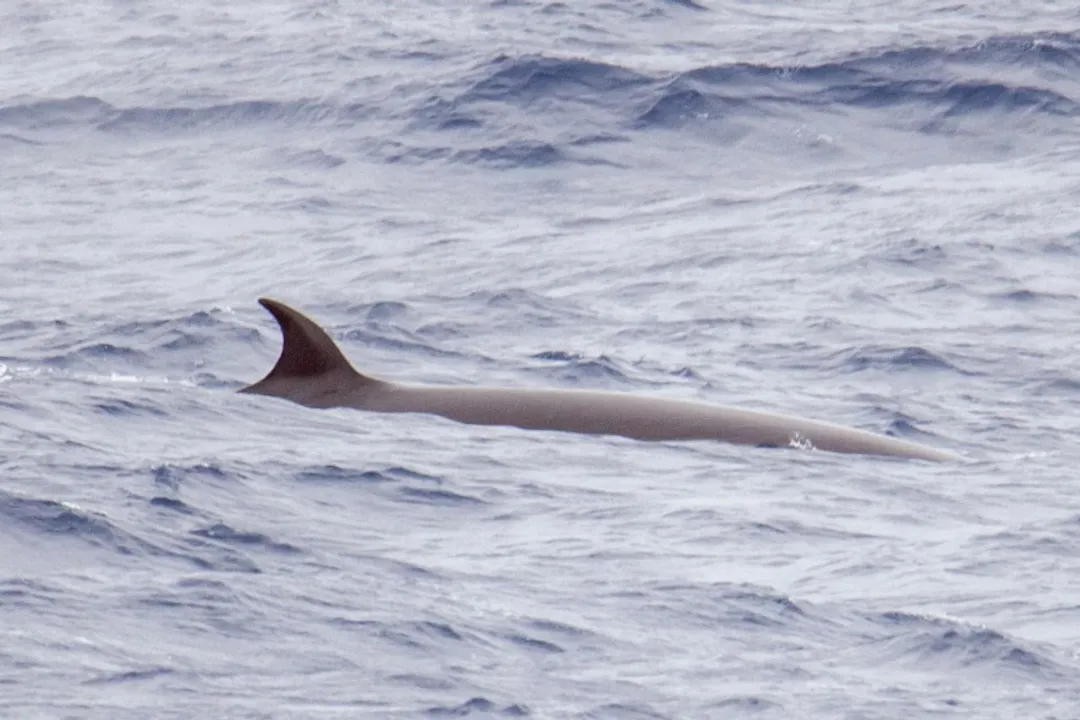 Where does a sei whale live?