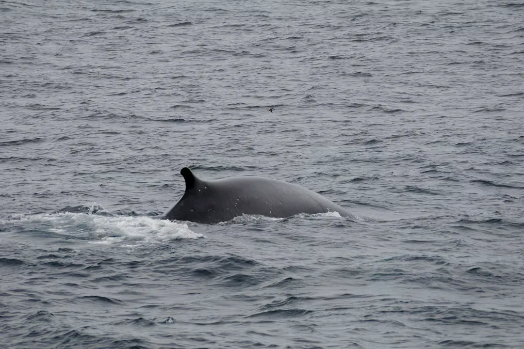Where does a sei whale live?, North Atlantic Range