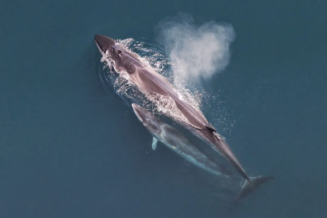 Where does a sei whale live?, Global Coordinates
