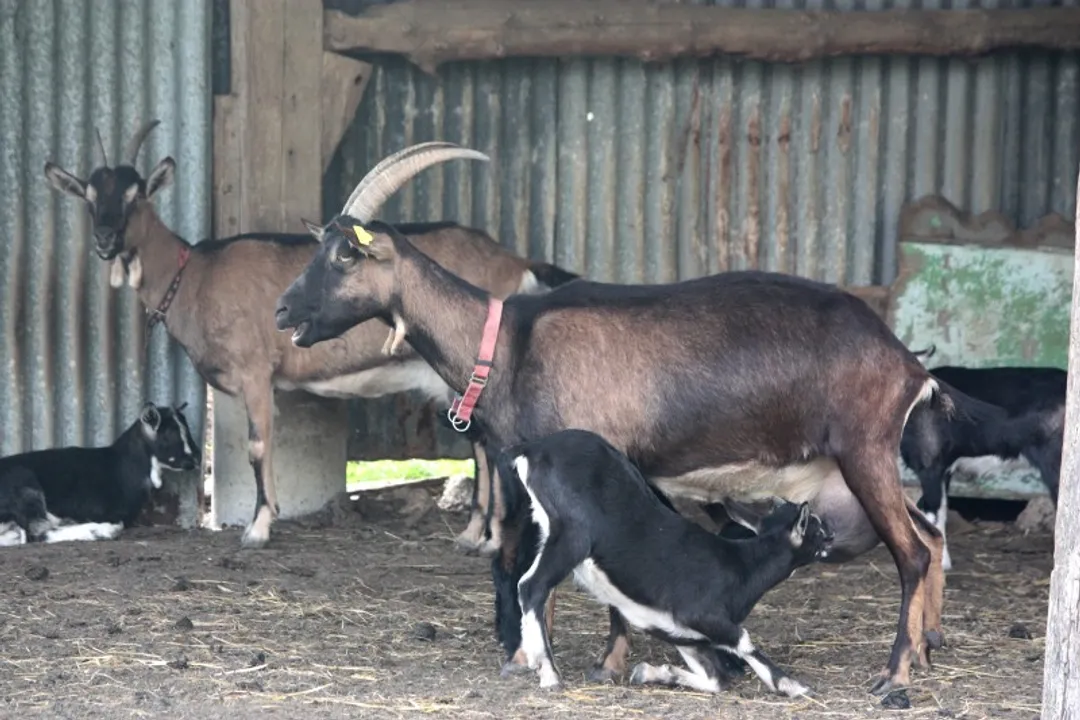 Where does the alpine goat live?, Current Location