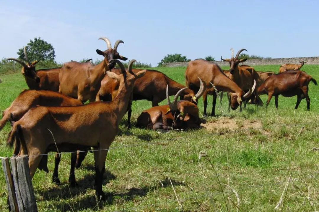 Where does the alpine goat live?, Environmental Factors