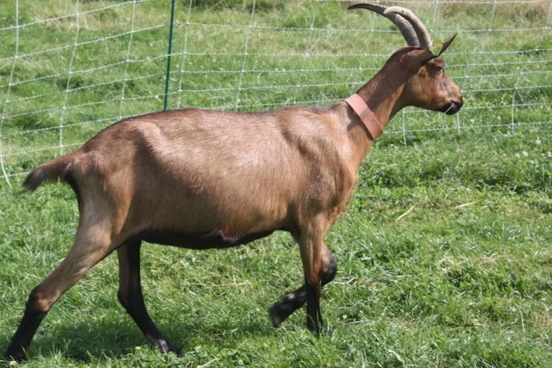 Where does the alpine goat live?