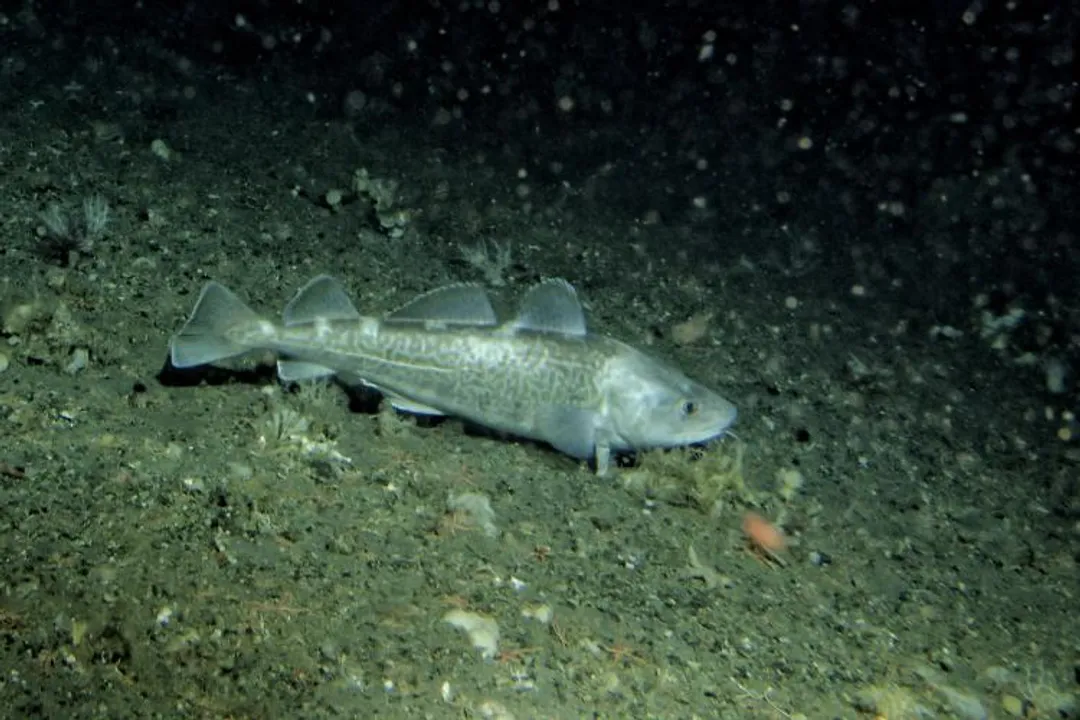 Where does the best cod fish come from?