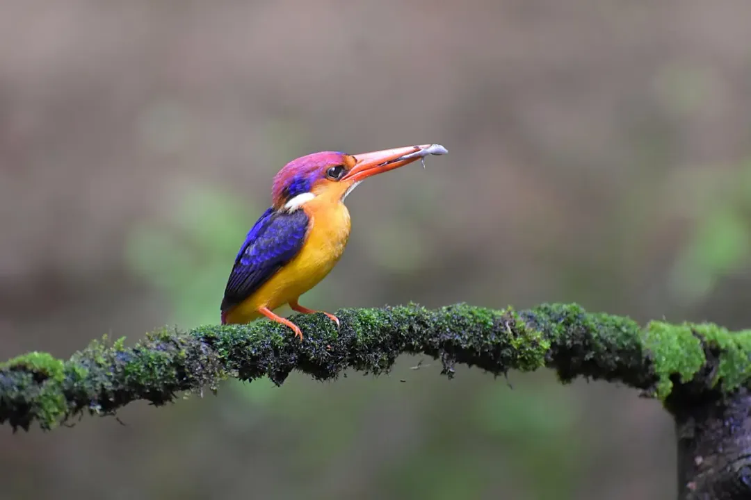 Where does the Oriental Dwarf Kingfisher live?, Preferred Forest Niche