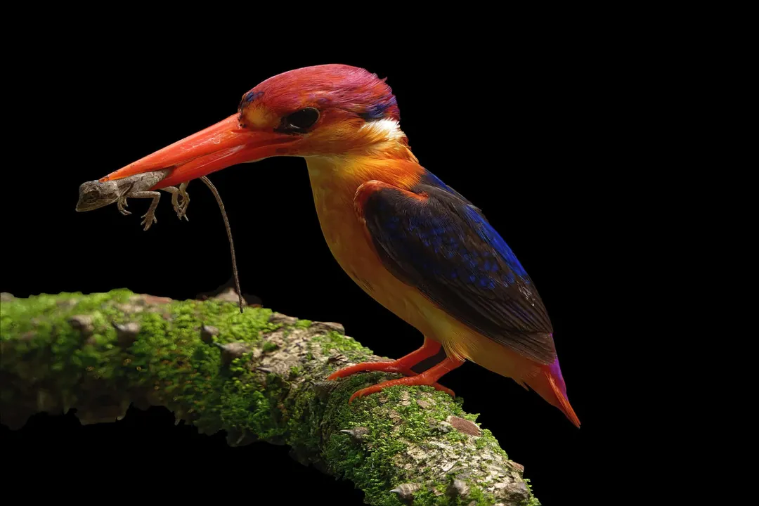 Where does the Oriental Dwarf Kingfisher live?, Water Proximity Dynamics