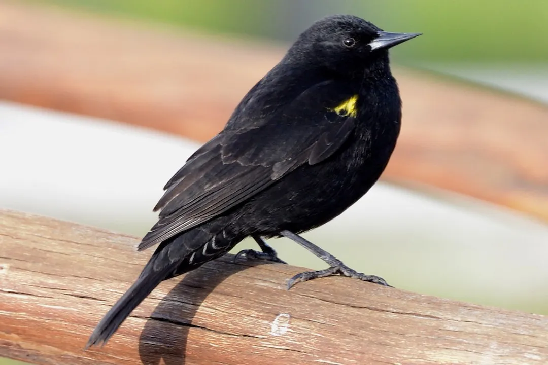 Where does the yellow winged blackbird live?, North American Presence