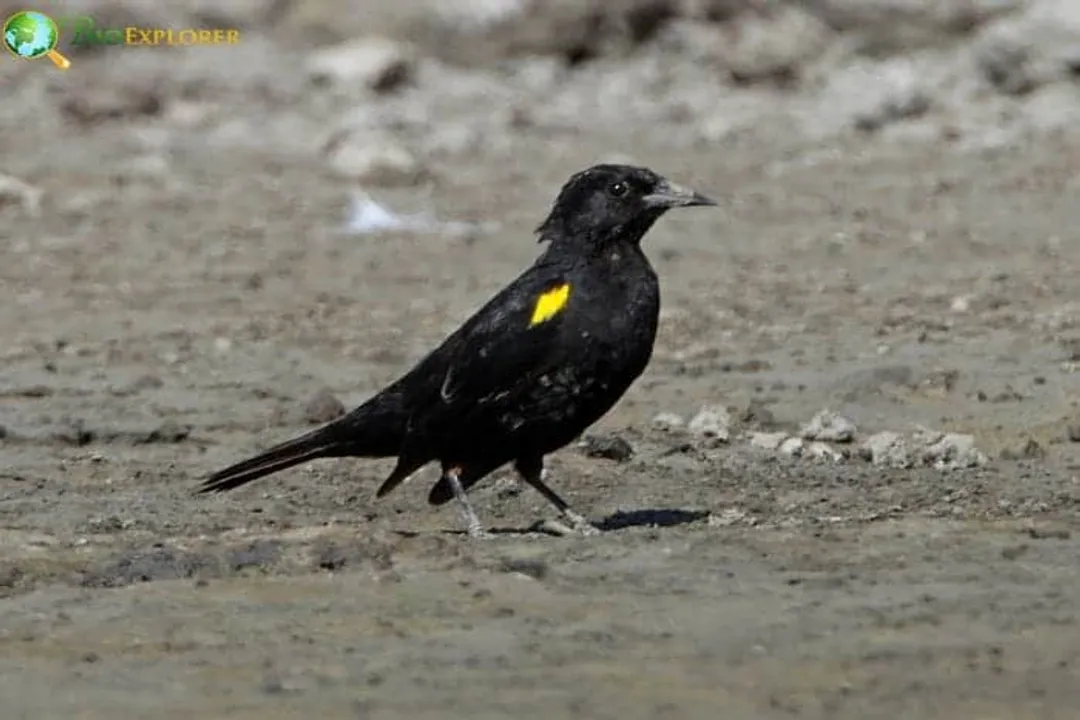 Where does the yellow winged blackbird live?, California Sightings