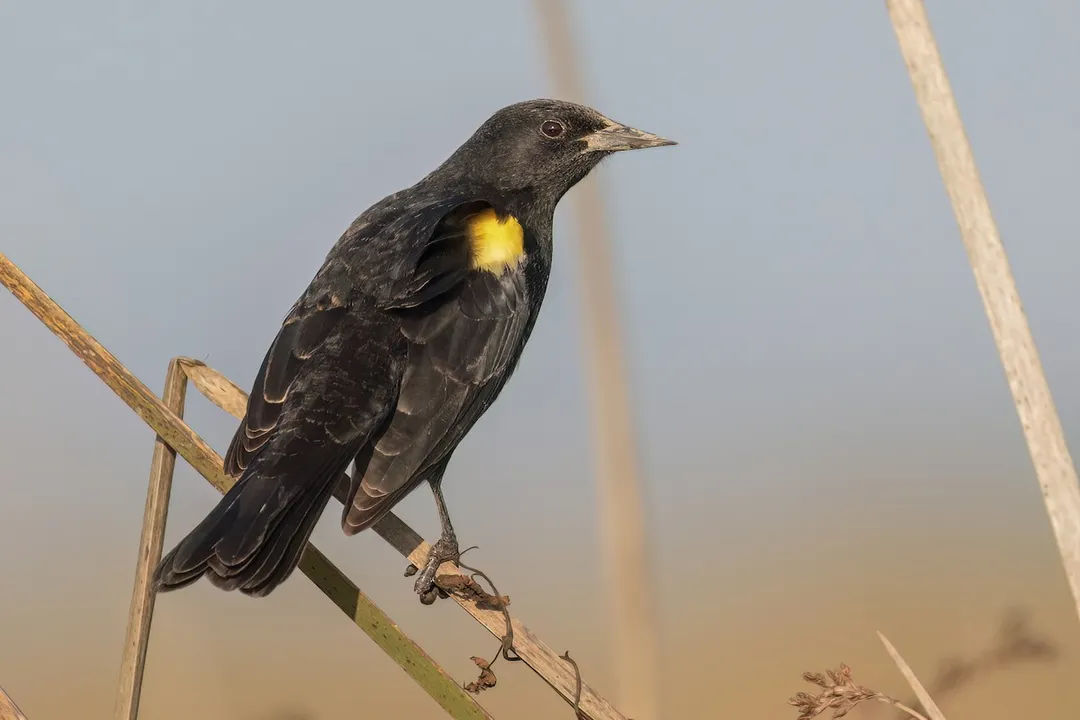 Where does the yellow winged blackbird live?, Seasonal Shifts