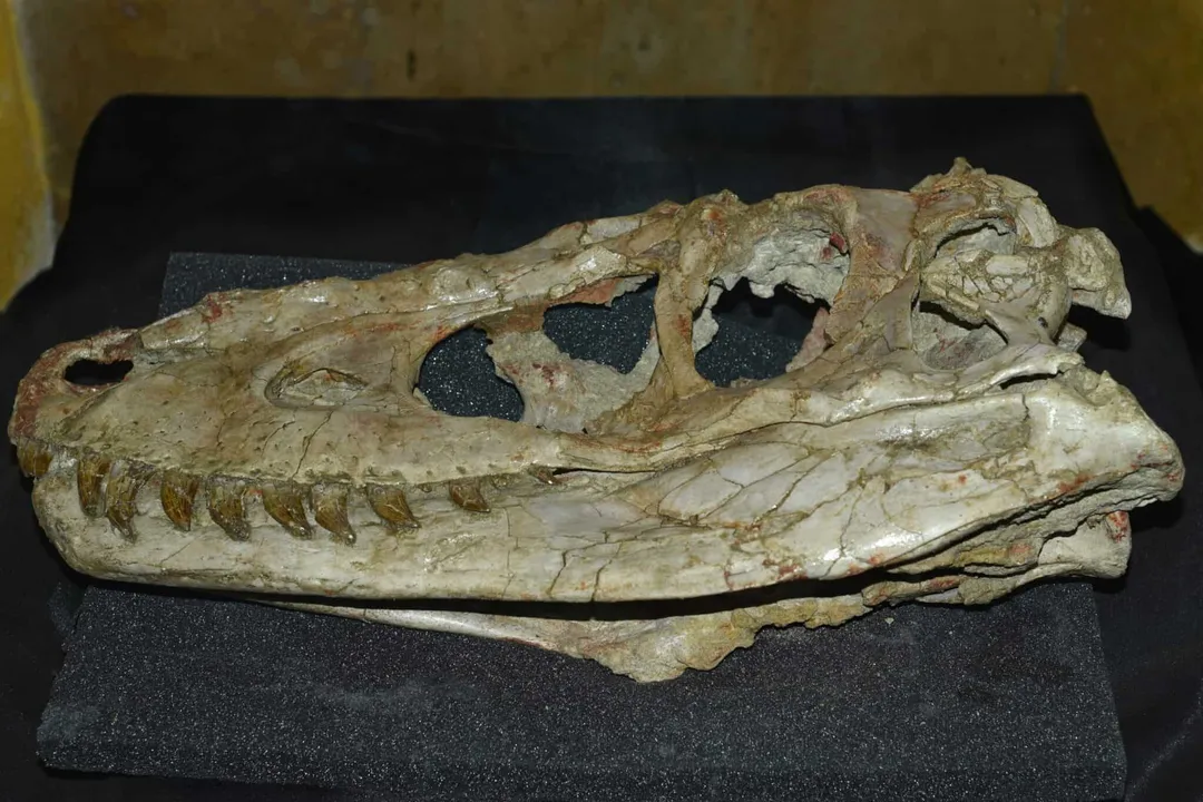 Where has Tarbosaurus been found?, Asian Locality