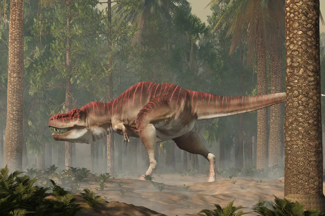 Where has Tarbosaurus been found?