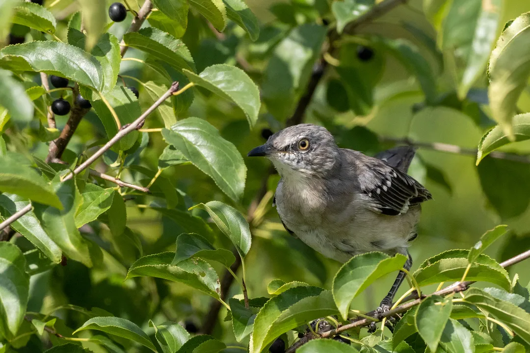 Where is a mockingbird located?, Southern Behavior