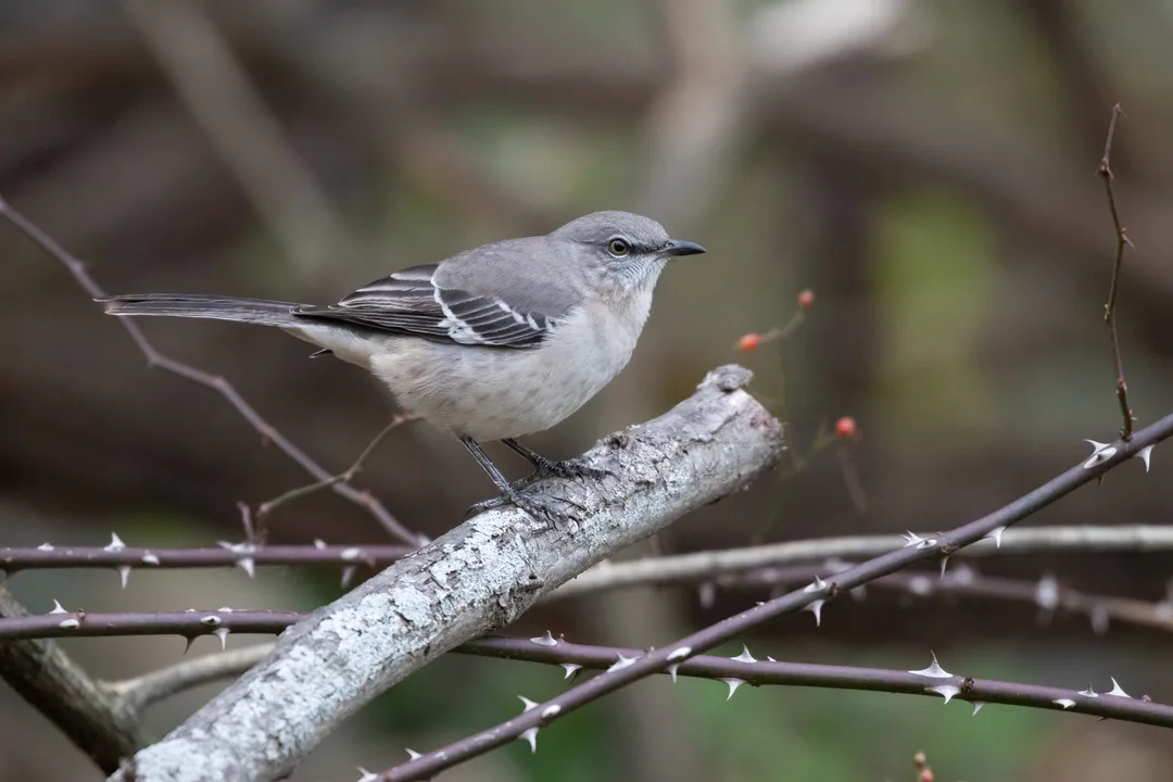 Where is a mockingbird located?, Geographic Spread
