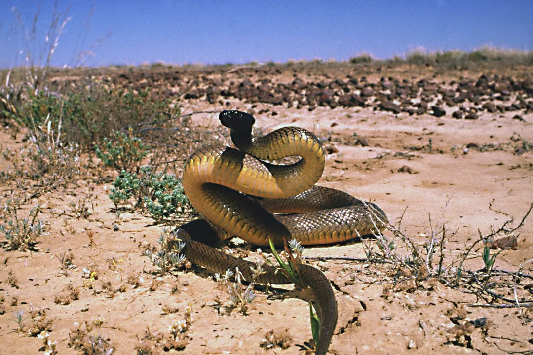 Where is taipan located in the world?, Taipan Species
