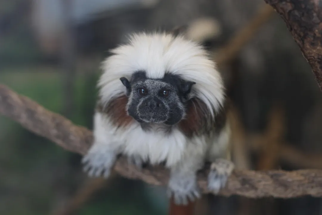 Where is tamarin from?, Colombian Connection