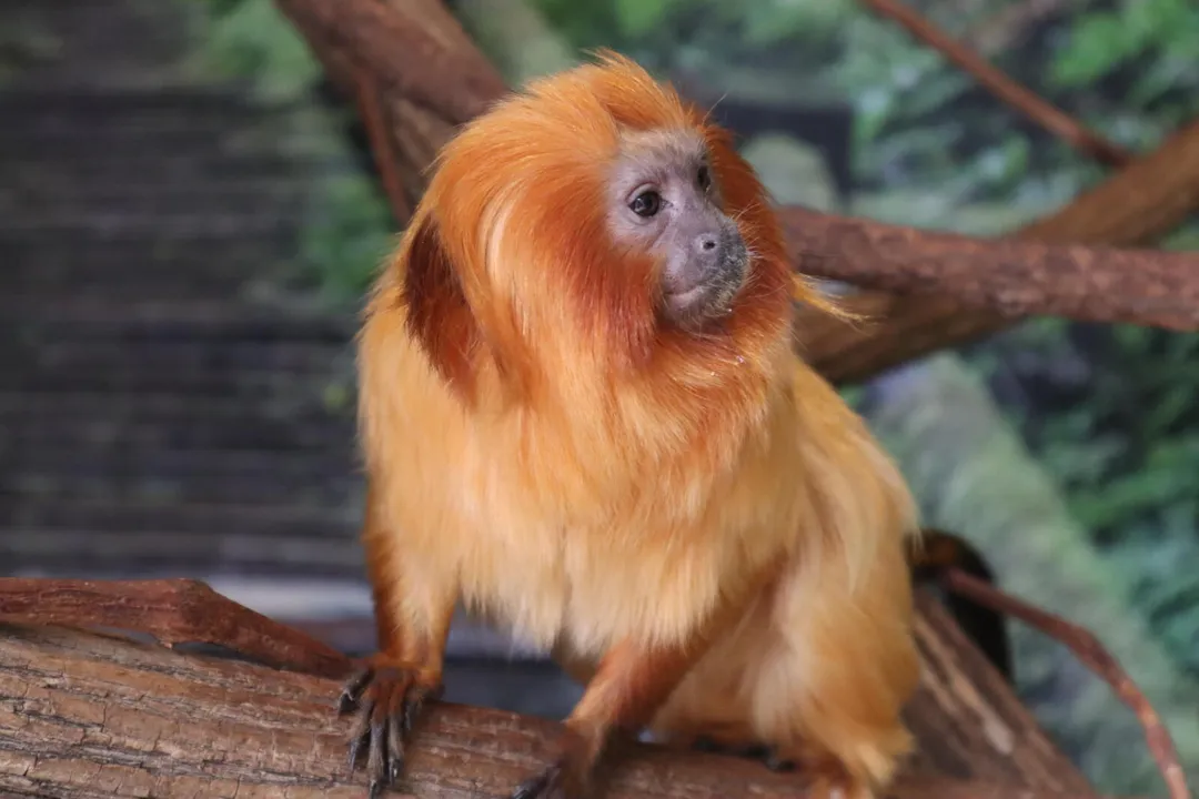 Where is tamarin from?, Brazilian Endemism