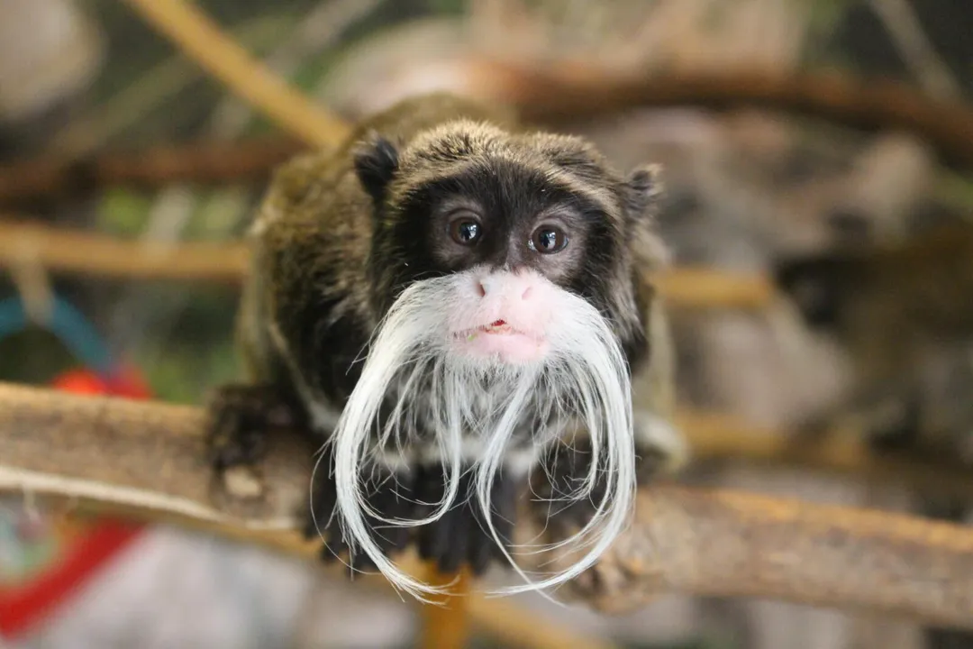 Where is tamarin from?, Geographic Home