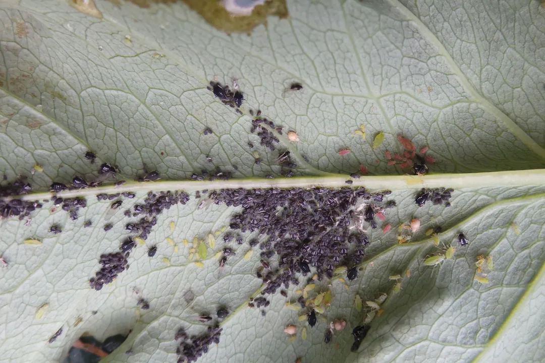 Where is the best place to find aphids?, Scouting Strategy: Finding What You Can’t See