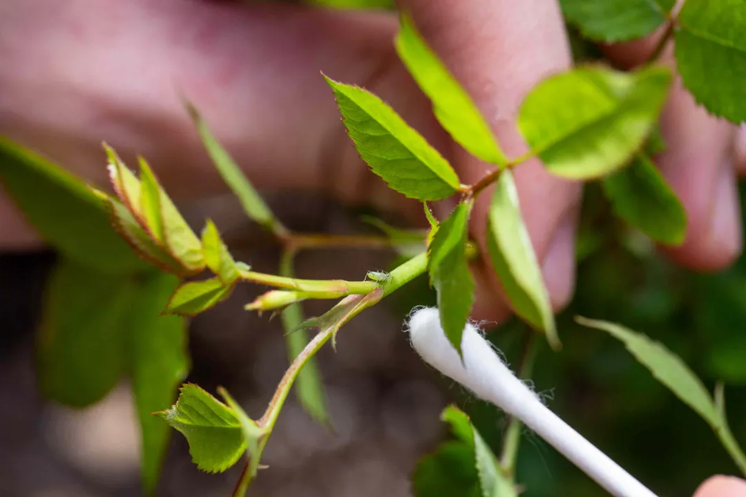 Where is the best place to find aphids?