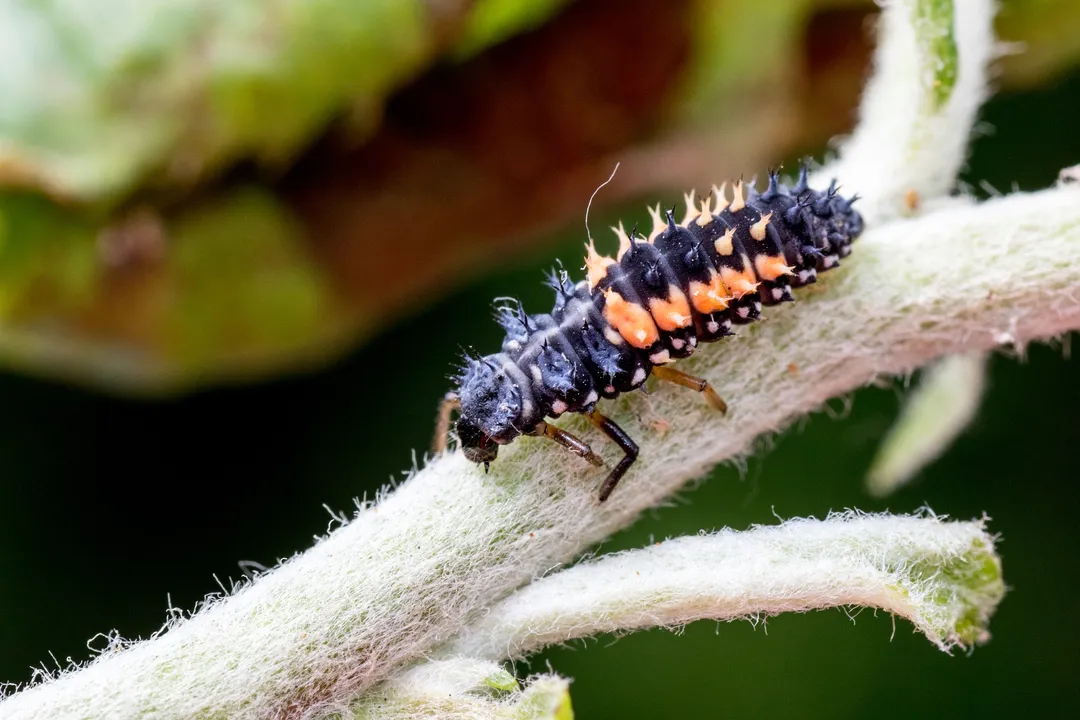 Where is the best place to find aphids?, Beyond the Obvious Spots: The Role of Shelter