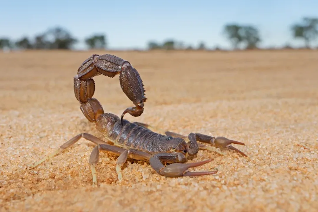 Where is the best place to find scorpions?, Global Range