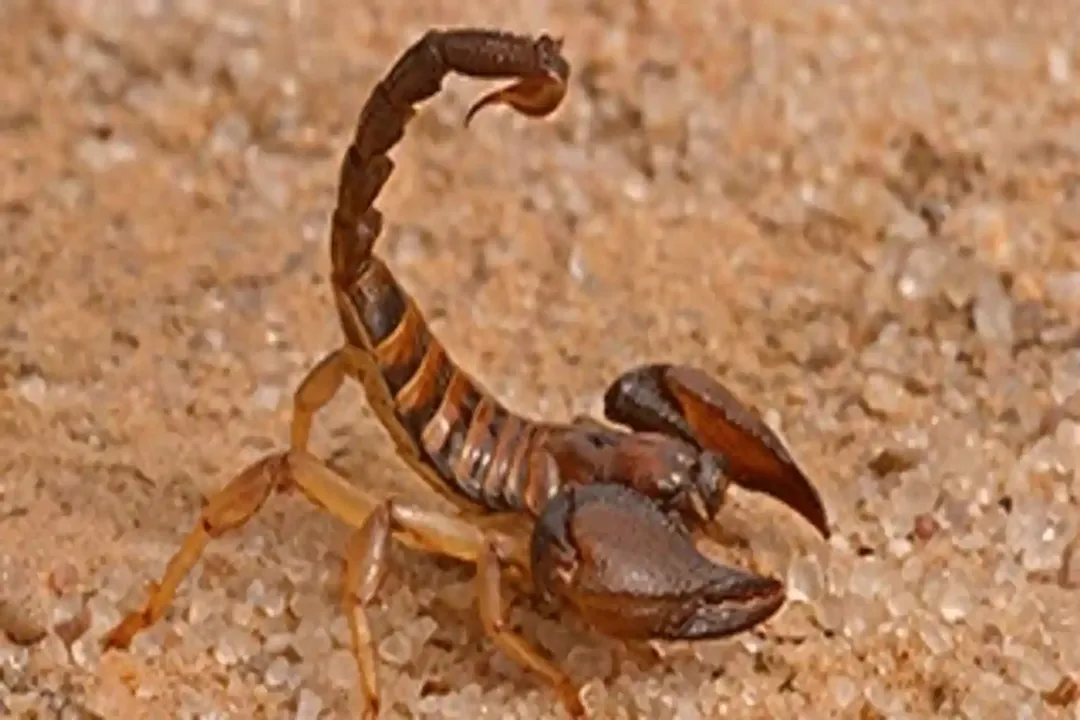 Where is the best place to find scorpions?, Home Invasion